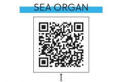 11-sea-organ